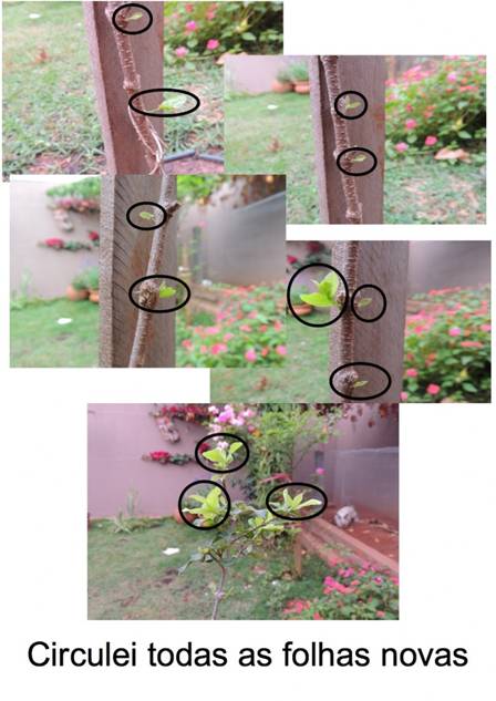 acerola3-724x1024