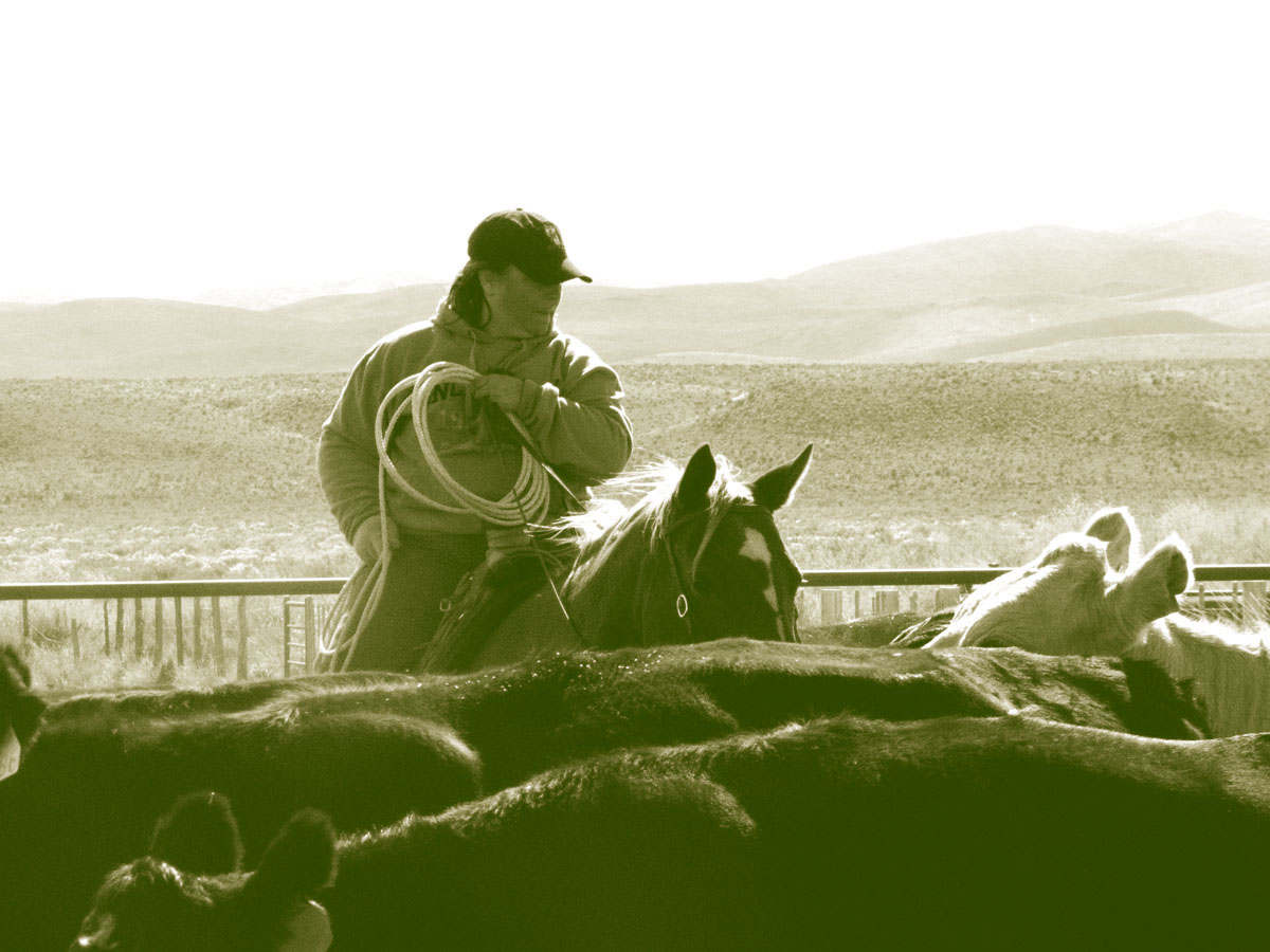 Photo of woman on horse among cattle.