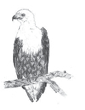 fig-5-eagle.jpeg