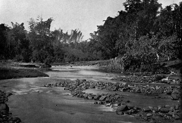 The deliberate stream sauntering along at its own pace on its way from the hills to the sea.