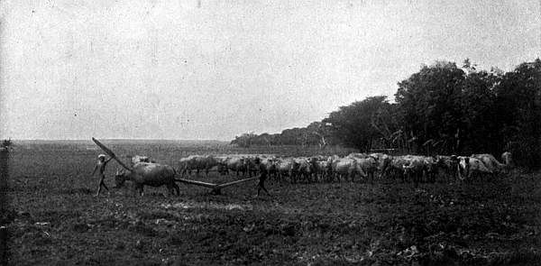 Buffaloes at grass.