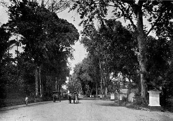 Avenue leading to the Botanical Garden.