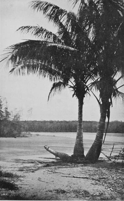 NEAR THE MOUTH OF THE MIMIKA RIVER.