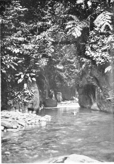 A TRIBUTARY STREAM OF THE KAPARE RIVER.