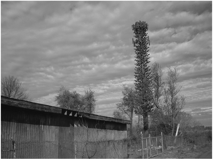 Figure 3.5 A cell tower disguised as an evergreen tree in Silver Spring, Maryland. Image © 2012 Jason Farman.