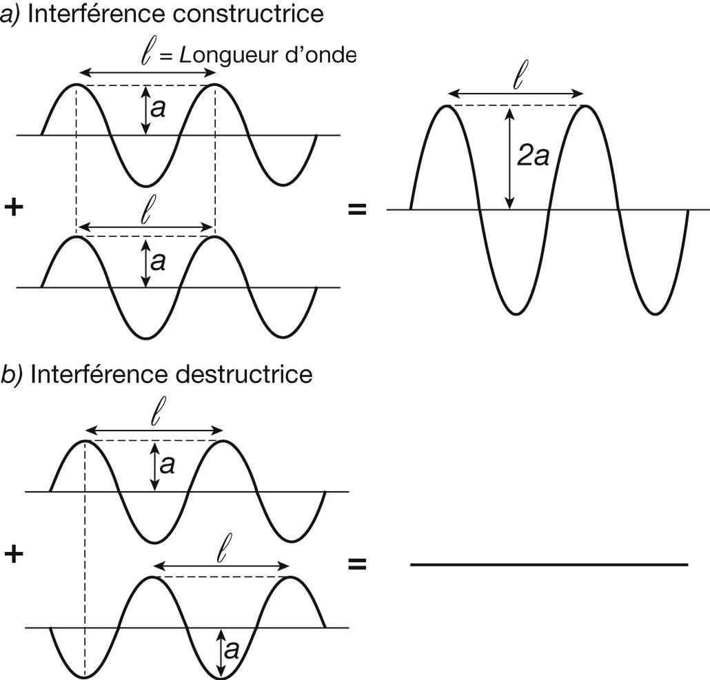 Explication des franges d’interférence. a) Quand deux ondes lumineuses arrivent en phase en un même point de l’espace, leurs crêtes et creux coïncident exactement, et il se produit une interférence constructrice : elles s’additionnent, produisant une onde de plus grande amplitude, c’est-à-dire une lumière plus intense. b) En revanche, quand les deux ondes sont déphasées d’une demi-longueur d’onde, de telle sorte que les crêtes (et creux) d’une onde s’alignent avec les creux (et crêtes) de l’autre onde, il se produit une interférence destructrice : elles s’annulent et de l’obscurité en résulte.