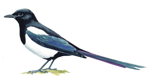 Black_billed_Magpie.tif