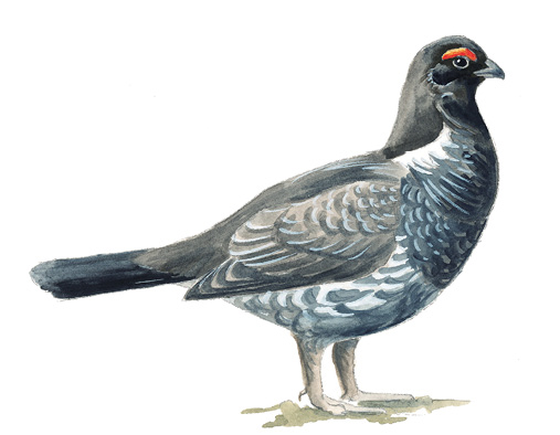 Dusky_Grouse_rev_AK.tif