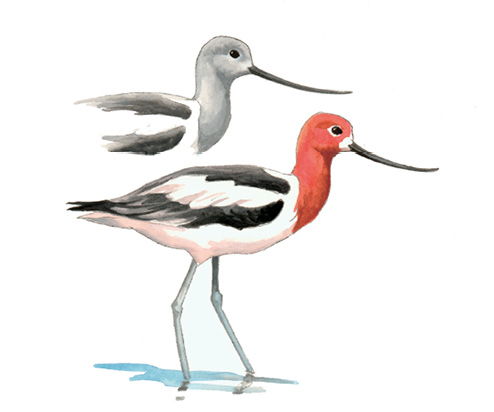 FL_American_Avocet.tif