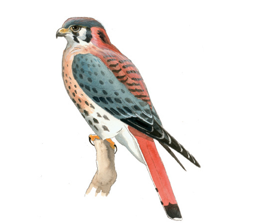 FL_American_Kestrel.tif