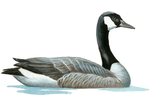 FL_Canada_Goose.tif