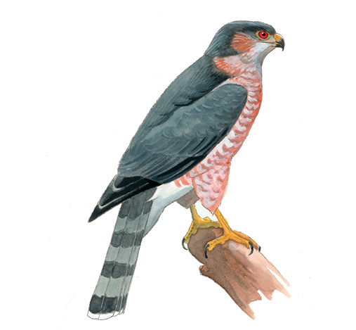 FL_Sharp_shinned_Hawk.tif