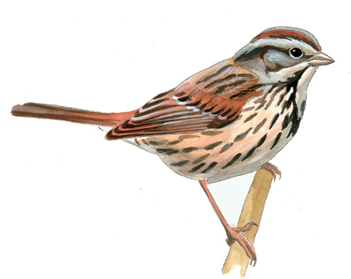 FL_Song_Sparrow.tif