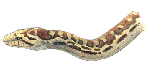 Gopher_Snake_RA.tif