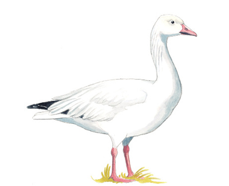 Snow_Goose.tif