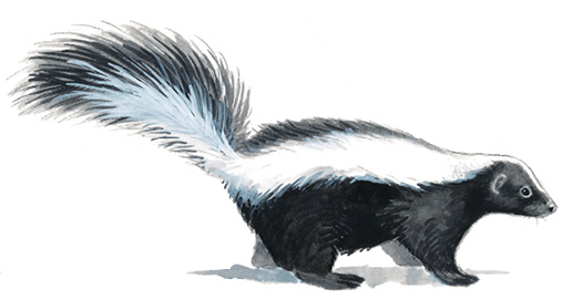 Striped_Skunk_FLWLDLF.tif