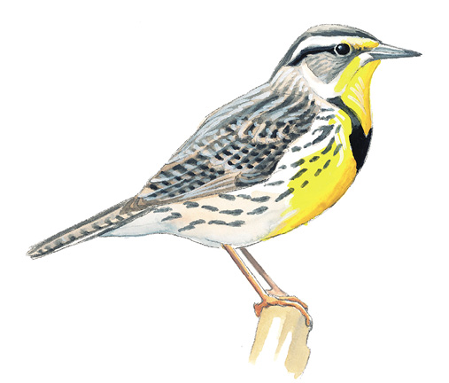 Western_Meadowlark.tif