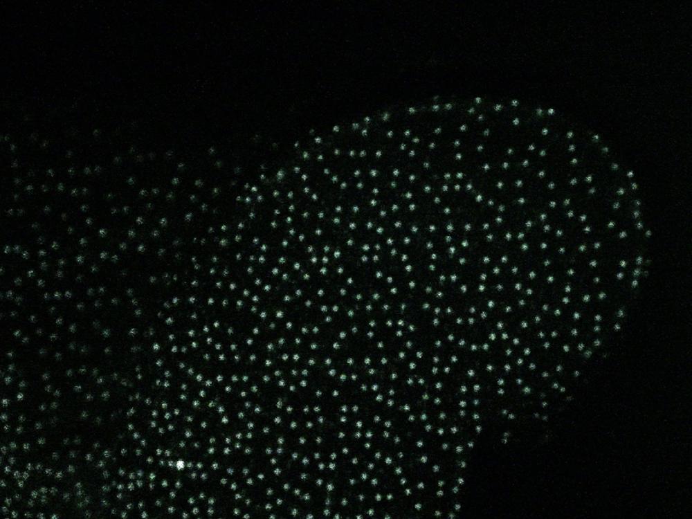 The dot pattern on the sofa arm.