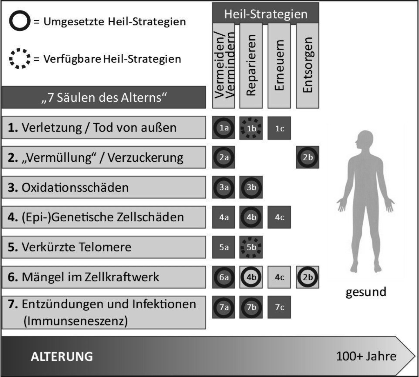 Abbildung 25: Die „7 Säulen des Alterns“ und die Übersicht der in diesem Kapitel beschriebenen Nahrungsergänzung umgesetzten Heil-Strategien durch die eingesetzten Wirkstoffe (bis auf 1a, hier ist es die Strategie risikomeidendes Verhalten). Weitere, heute bereits verfügbare Heil-Strategien sind mit gestricheltem Kreis ebenfalls dargestellt (Legende siehe oben links). Es ist ermutigend, dass zu allen Säulen bereits passende Strategien existieren. Allerdings gibt es noch Lücken, und die die verfügbaren Strategien bzw. Wirkstoffe können die Alterung bisher nur verlangsamen oder punktuell umkehren und noch nicht die Grenze von 120 Lebensjahren überwinden.