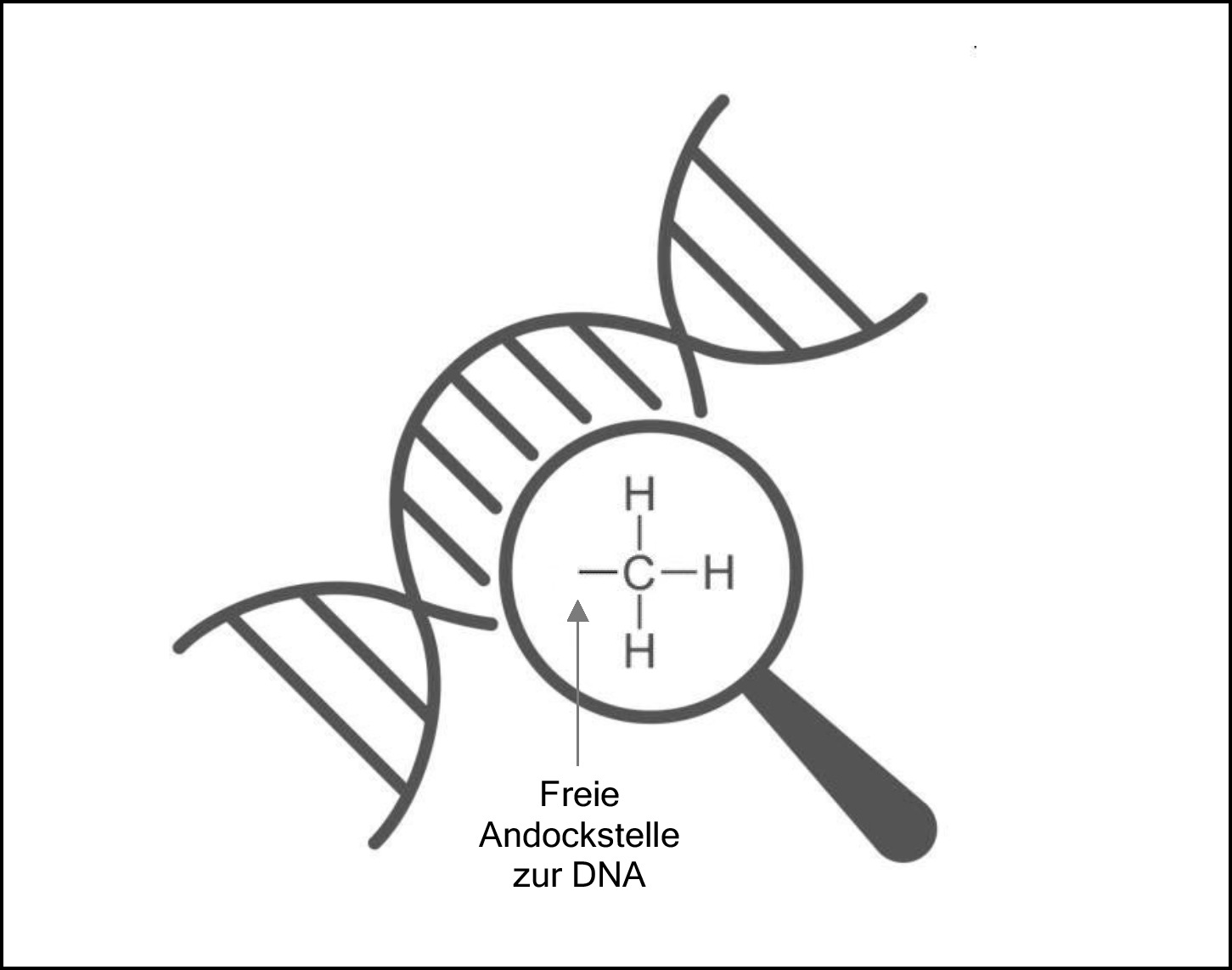 Abbildung 26: Eine Methylgruppe in der Strukturformel (innerhalb der Lupe). Wenn sie an der DNA „andockt“ (außerhalb der Lupe symbolisiert), wird die betreffende Stelle „methyliert“. Das beeinflusst dann die Art und Weise, wie die DNA an dieser Stelle abgelesen werden kann.