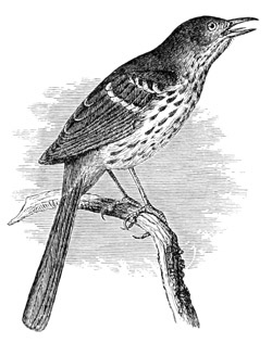 Harporhynchus rufus