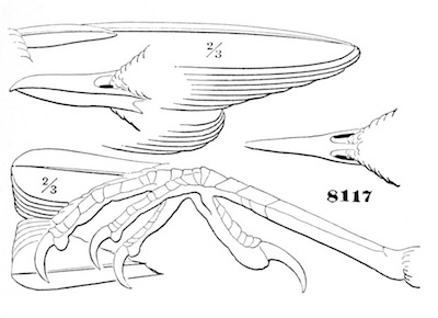 Cinclus mexicanus