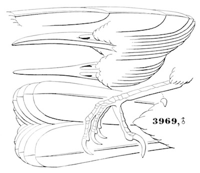 Catherpes mexicanus