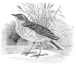 Anthus ludovicianus