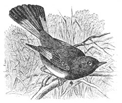 Setophaga ruticilla