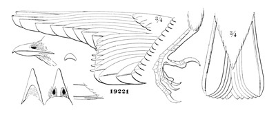 Ampelis garrula.