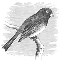 Junco oregonus