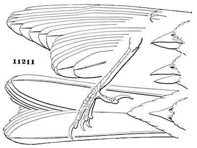 Poospiza belli, variation belli