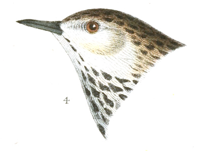 Plate 10 detail 4, Anthus pratensis