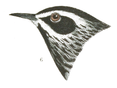 Plate 10 detail 6, Mniotilta varia