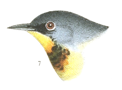 Plate 10 detail 7, Parula americana