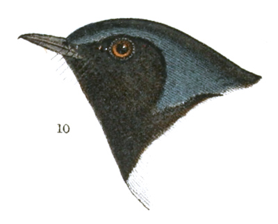 Plate 12 detail 10, Dendroica cærulescens