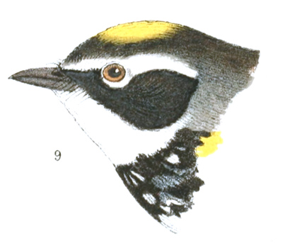 Plate 12 detail 9, Dendroica coronata