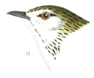 Plate 13 detail 12, Dendroica striata