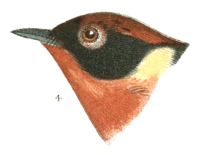 Plate 13 detail 4, Dendroica castanea