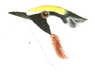 Plate 13 detail 7, Dendroica pennsylvanica