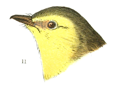 Plate 15 detail 11, Myiodioctes mitratus