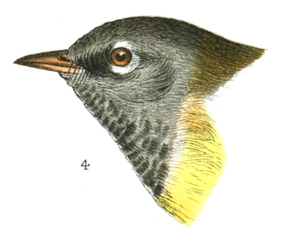 Plate 15 detail 4, Geothlypis macgillivrayi