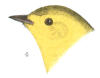 Plate 16 detail 4, Myiodioctes pusillus