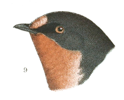 Plate 16 detail 9, Hirundo horreorum