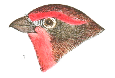 Plate 21 detail 3, Carpodacus frontalis