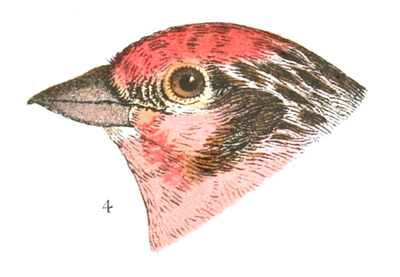 Plate 21 detail 4, Carpodacus cassini