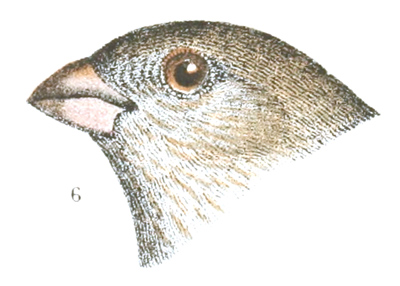 Carpodacus frontalis, variation frontalis