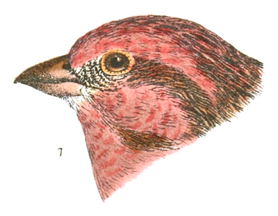 Plate 21 detail 7, Carpodacus purpureus