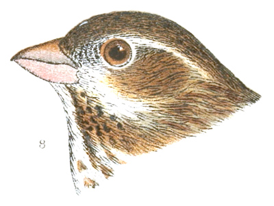 Plate 21 detail 8, Carpodacus purpureus