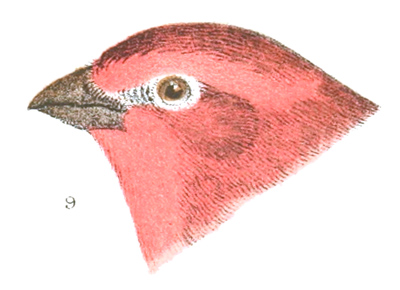 Carpodacus frontalis, variation rhodocolpus